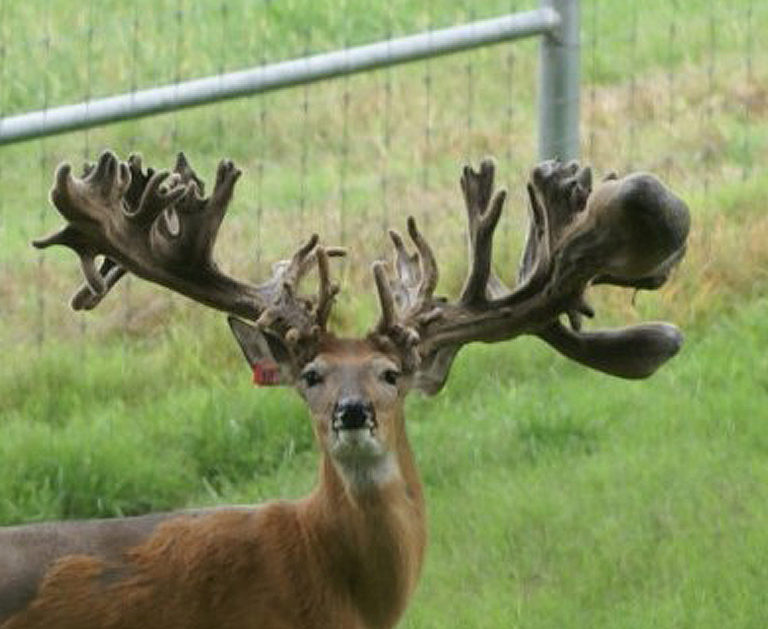 About Northern Genetics Deer | H & H Farms